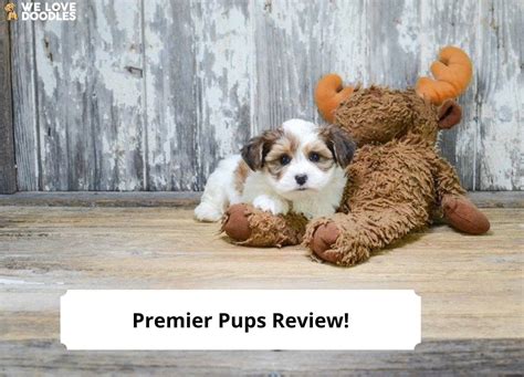 premier pups reviews|premier puppies review.